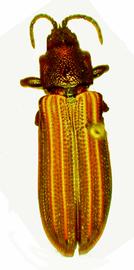   Caledonispa  habitus .  